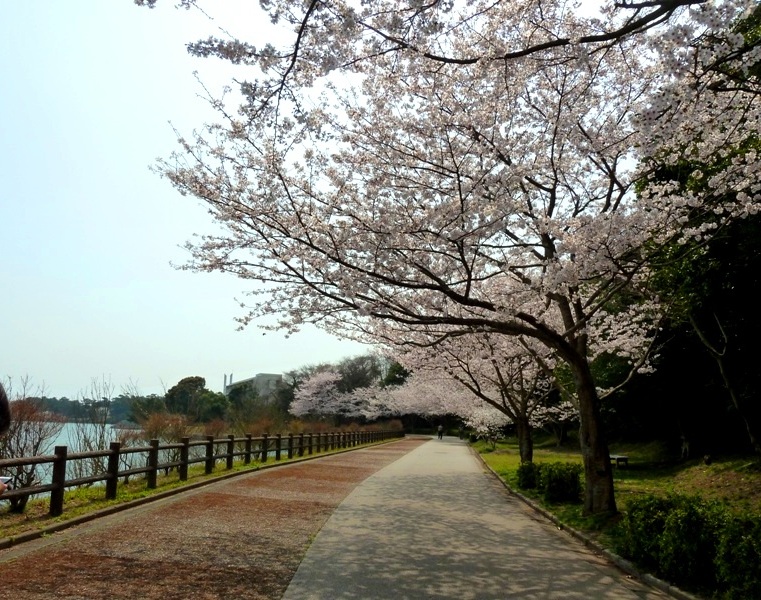 ときわ公園の桜