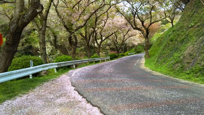竜王山の桜