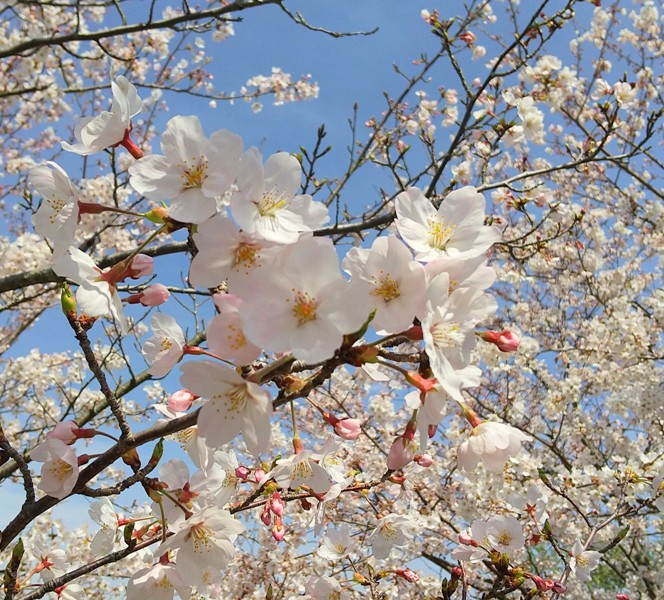 藤尾山公園の桜