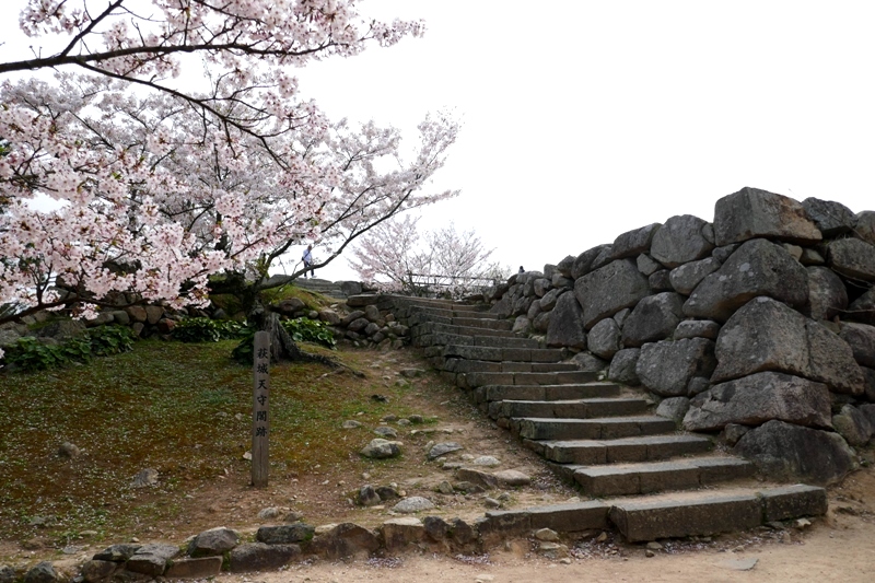 指月城跡の桜