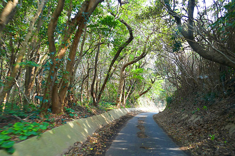 角島牧崎への道