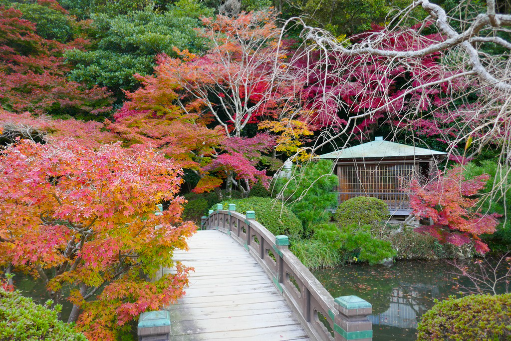 紅葉がきれいな長府庭園　書院前の橋の手前