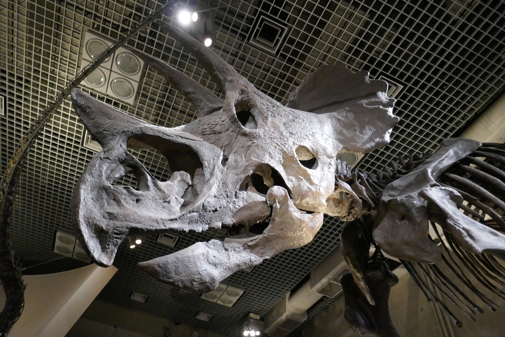 科博の恐竜展示
