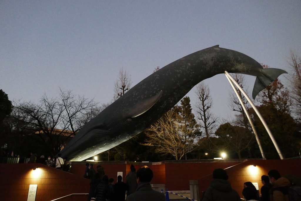 科博のクジラ