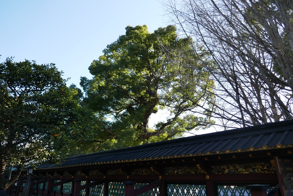 上野東照宮のご神木