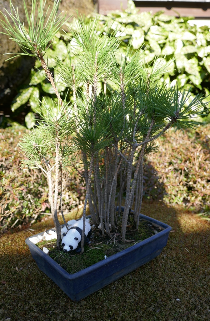 上野東照宮ぼたん苑のパンダの盆栽