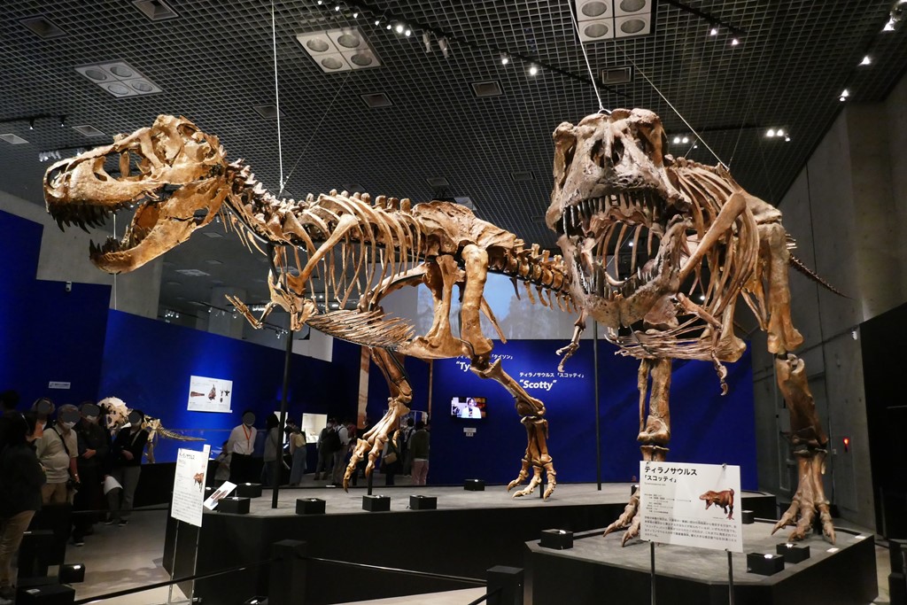 恐竜博2023　ティラノサウルス